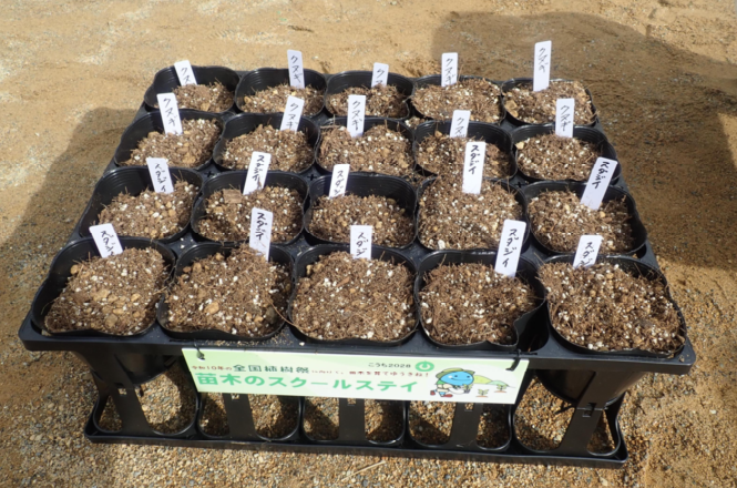 苗木のスクールステイ