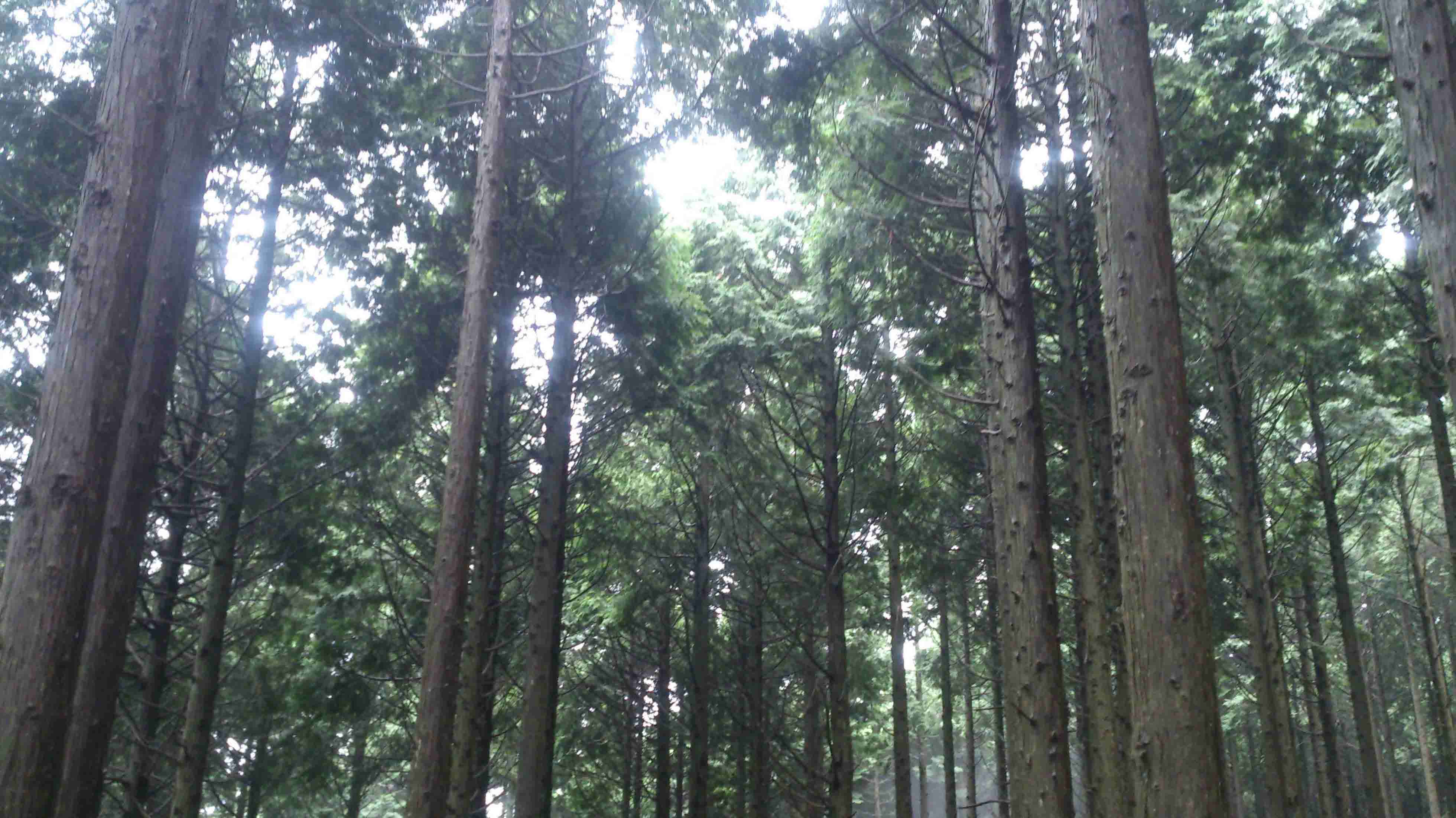 皇后陛下お手植えヒノキ（少花粉）