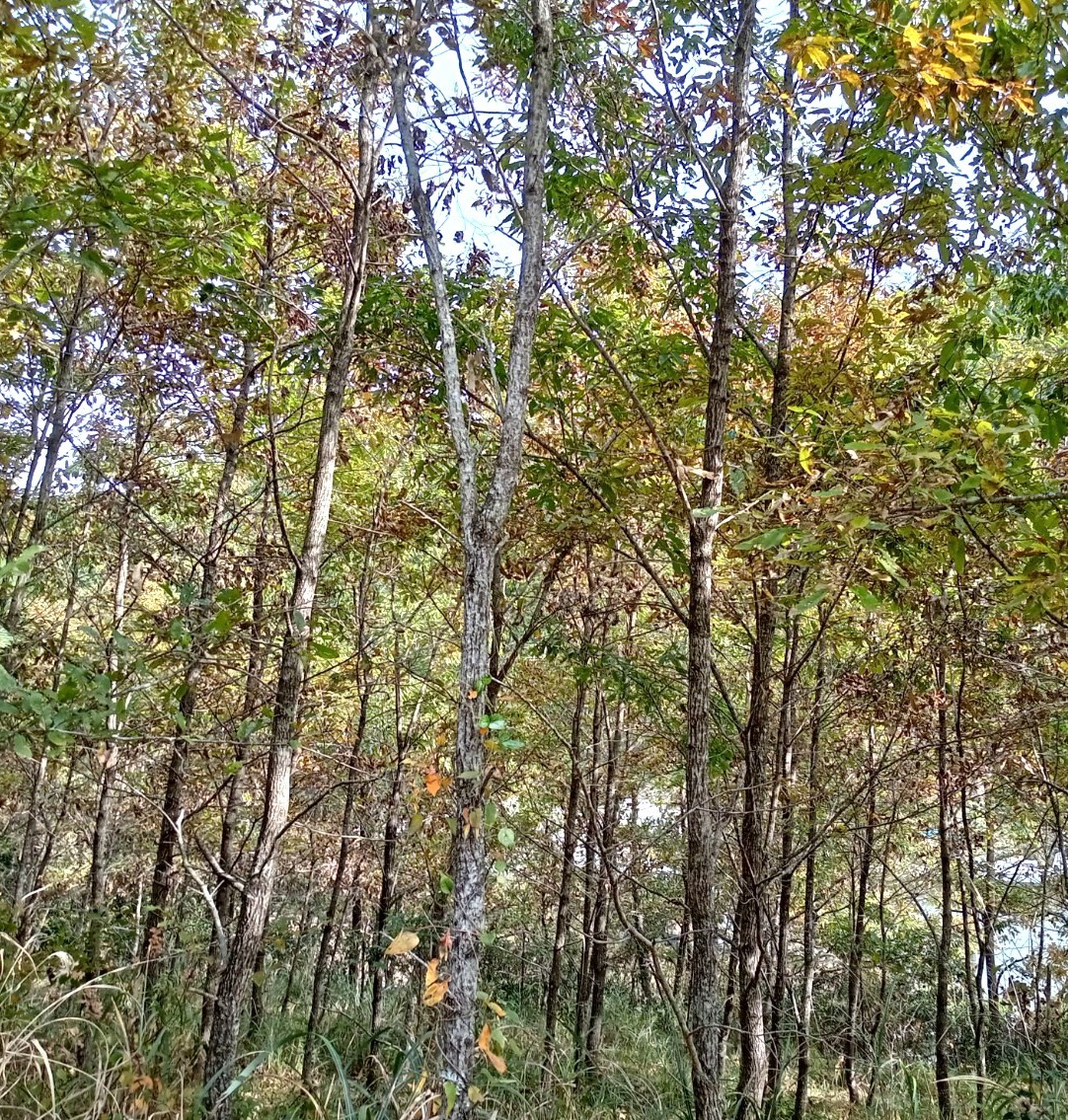 天皇陛下お手植えクヌギ